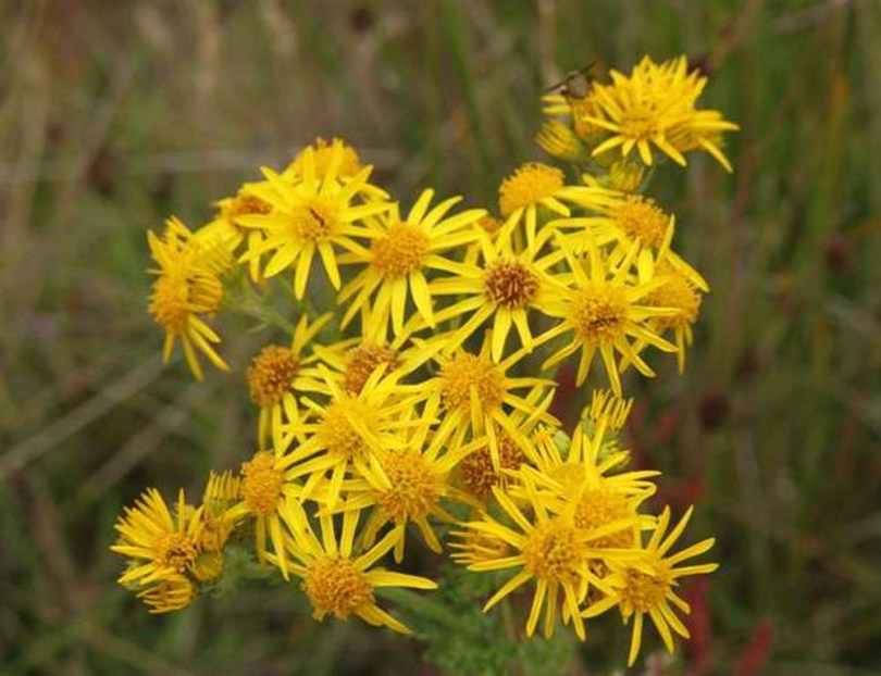Jakobs-Greiskraut, Senecio jacobaea syn. Jacobaea vulgaris, etnobotanika